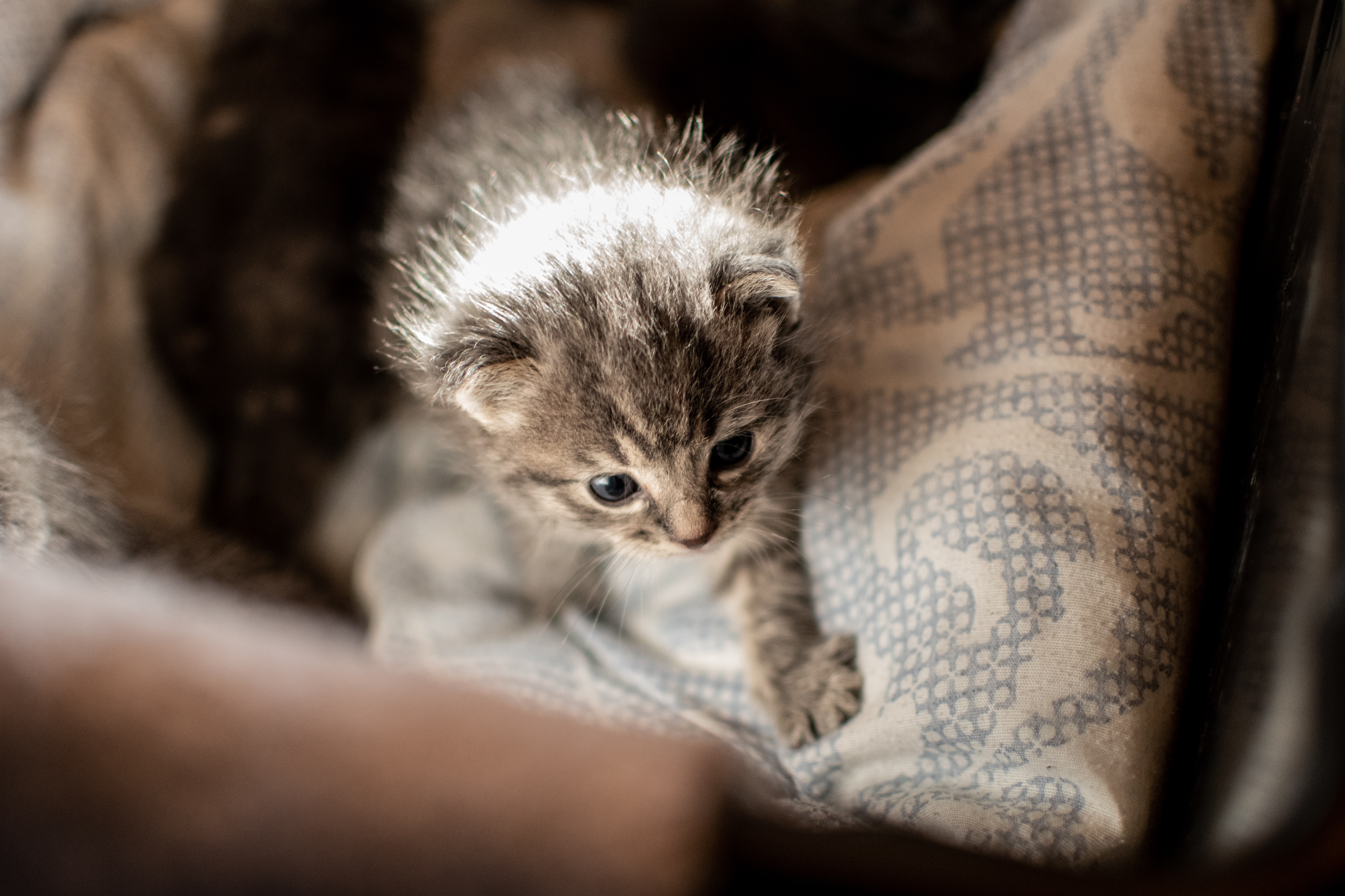 How To Find A Pet Sitter In The Age of COVID-19